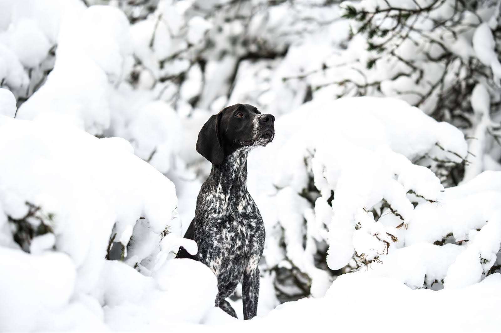 German shorthair pointer standing in snow, looking alert and energetic.