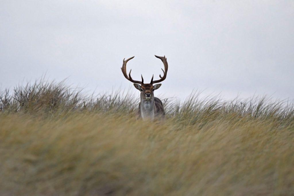 Fallow deer stag with large palmated antlers standing in high grass against an overcast sky.