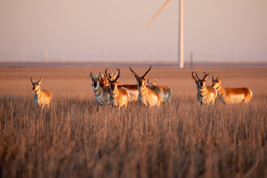 Herd of pronghorns standing in a grassy field at golden hour with a wind turbine in the background.