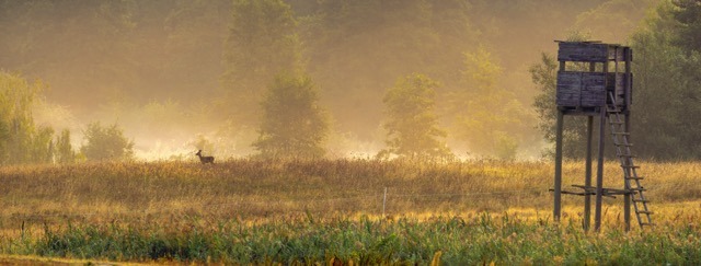 A solitary deer is positioned in the middle of a vibrant field, with greenery stretching out in all directions.