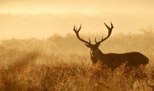 A large stag standing in a misty, golden field during sunrise.