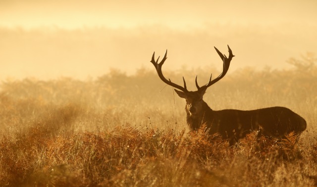 A large stag standing in a misty, golden field during sunrise.