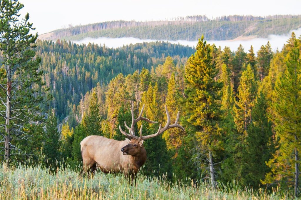 An elk stands in tall grass at the edge of a forest surrounded by trees and natural greenery