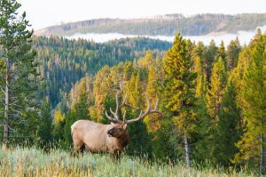 An elk stands in tall grass at the edge of a forest surrounded by trees and natural greenery