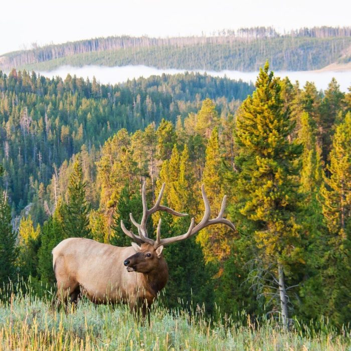 An elk stands in tall grass at the edge of a forest surrounded by trees and natural greenery
