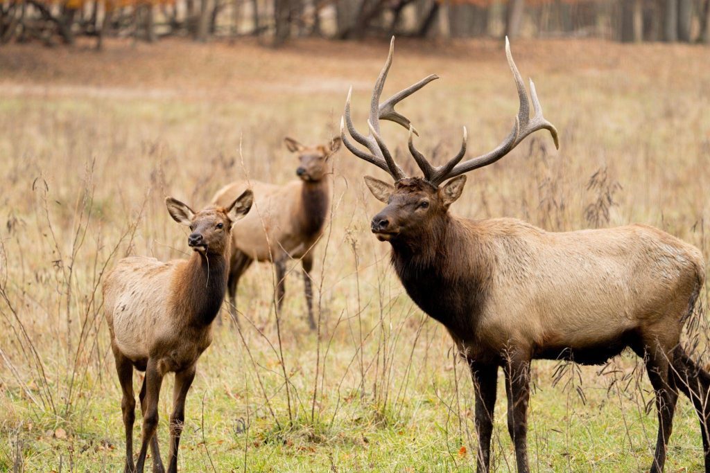 A group of elk grazing in a lush green field under a clear blue sky