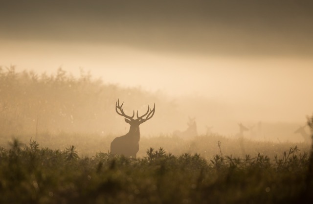 A silhouette of a stag with large antlers standing in a foggy field at dawn.