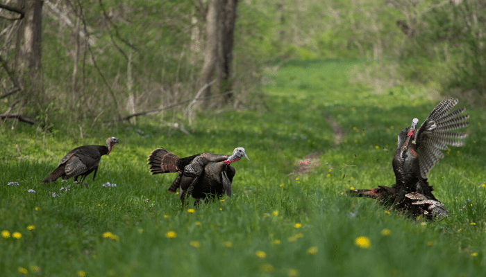 Springtime Hunting: Turkeys
