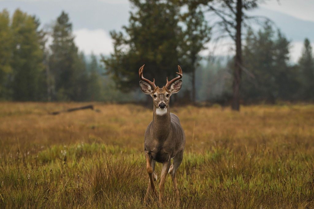 A deer stands in a grassy field surrounded by trees in the background showcasing a serene natural setting