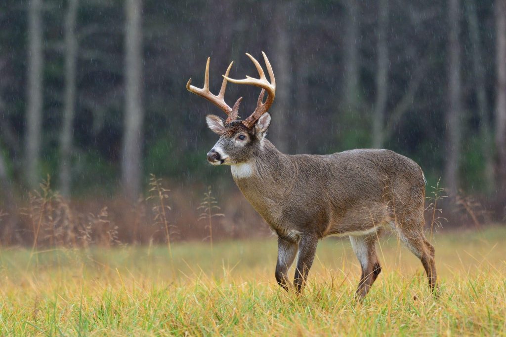A deer with antlers stands gracefully in a lush green field surrounded by tall grass and wildflowers