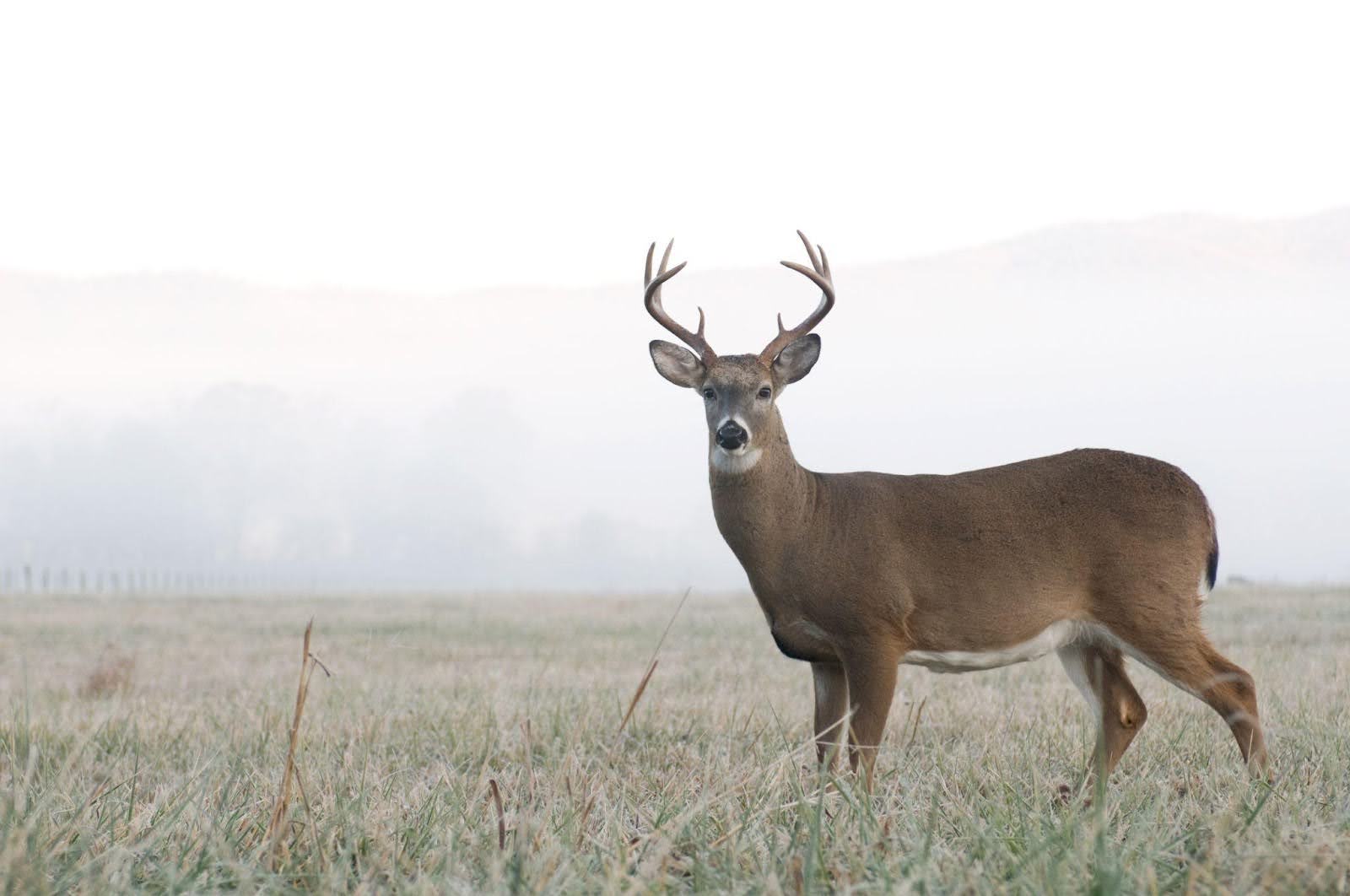A deer stands in a field with foggy mountains rising in the background creating a serene natural landscape
