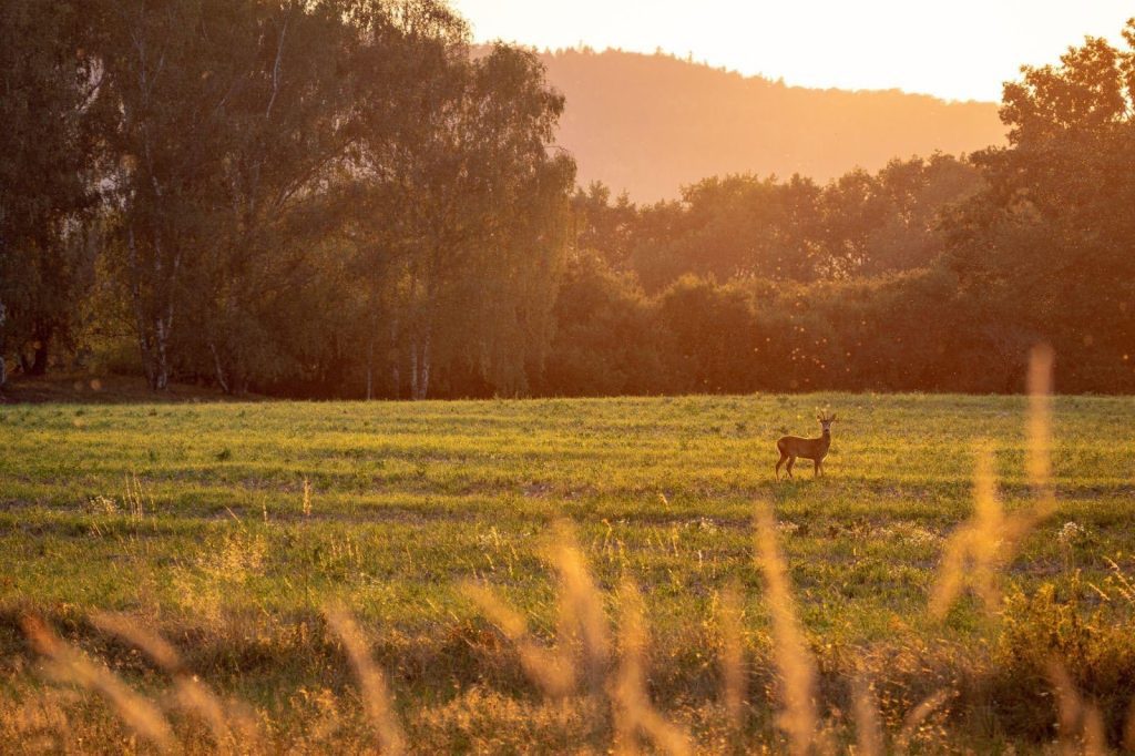 A deer stands in a serene field illuminated by the soft light of a sunset
