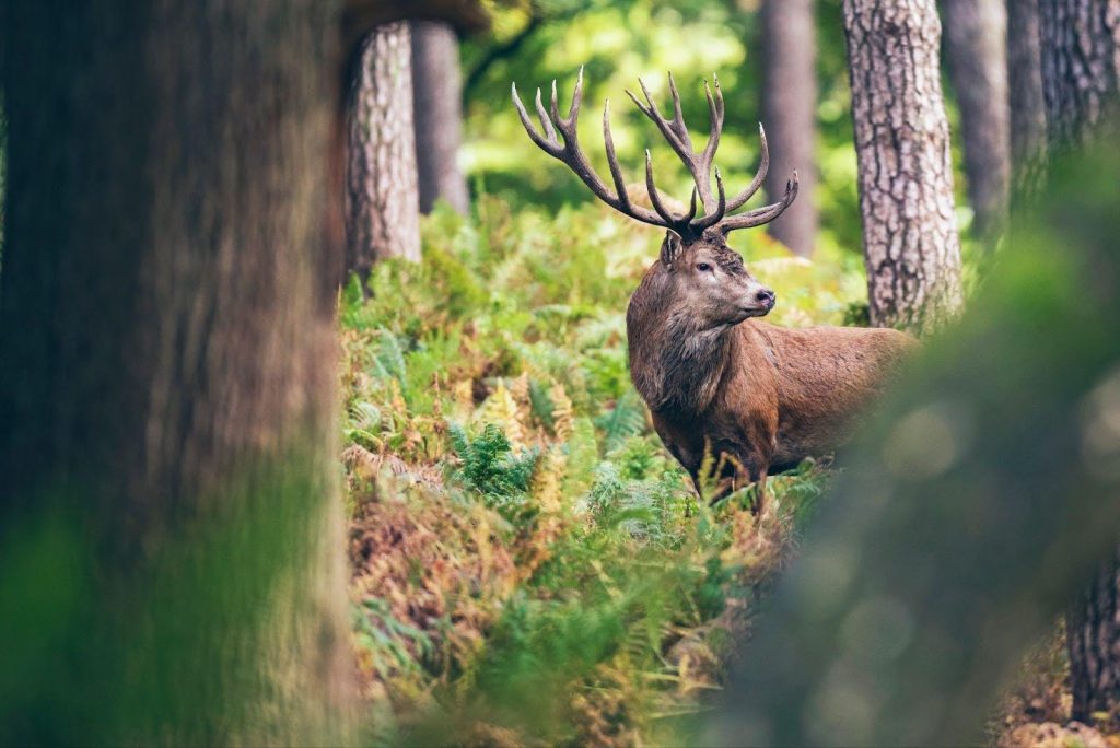 A red deer stands gracefully among the trees in a serene woodland setting