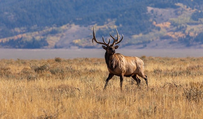 Can You Bait Big Game in Wyoming?