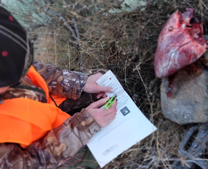 Woman Cutting Elk Permit, Elk Heart, Hunting Utah, USA