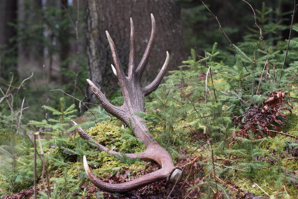 A person holding a pair of antlers found while shed hunting in the forest