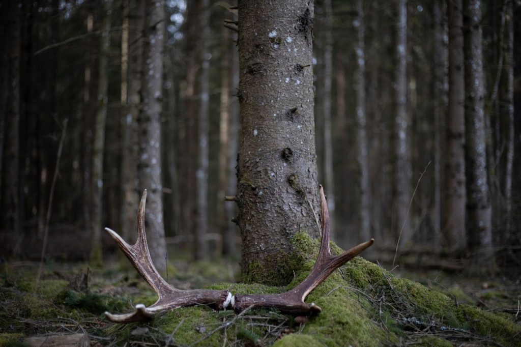 Antlers scattered on the ground, a person searching for shed antlers in the forest