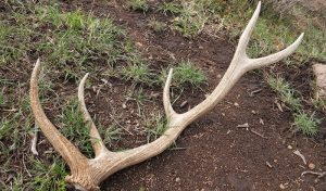A Large Deer Antler Resting On The Ground, Surrounded By Leaves And Twigs