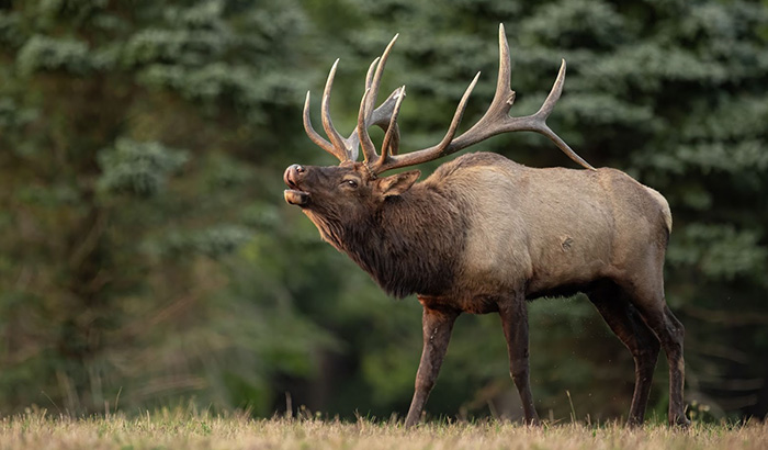 An Elk In The Grass With Antlers Extended, Showcasing Sheer Strength And Grace During Hunting