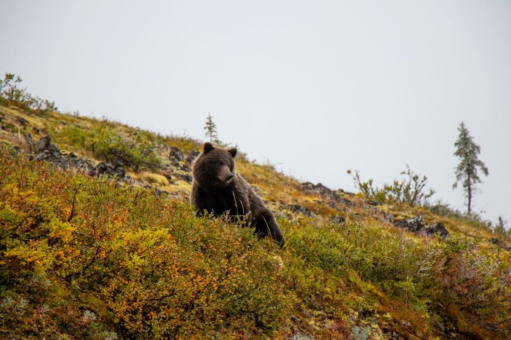 A bear strolls on a hillside during a guided hunt, showcasing the beauty of the hunting excursion and large game animals
