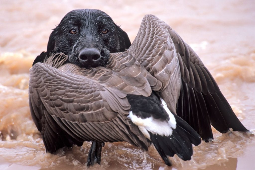 A dog with its wings spread out, ready for a hunting excursion in search of large game animals