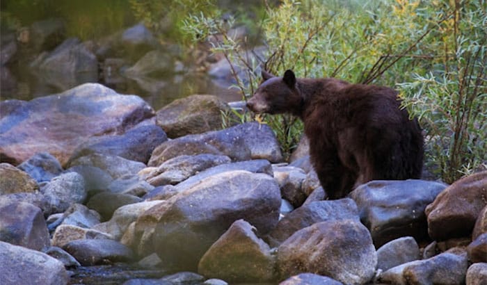 A black bear standing on rocks in a stream, part of Guided Hunts & Health Ecosystem.