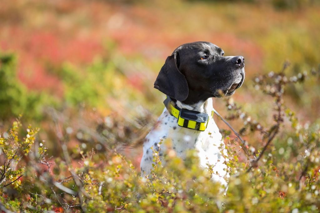 A dog with a yellow collar sitting in the grass, looking content and relaxed