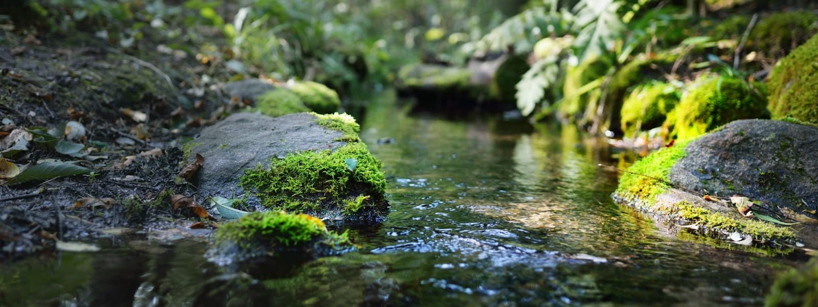 A serene stream flows through a mossy forest with rocks, part of a hunting ecosystem.