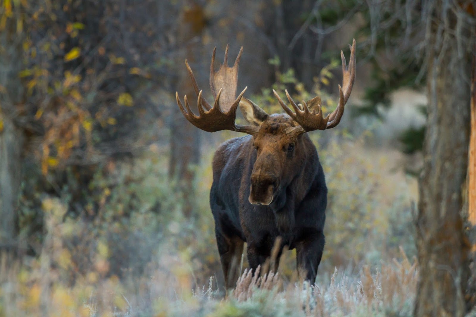 A moose with large antlers walking through the woods in Wyoming during a guided hunt.