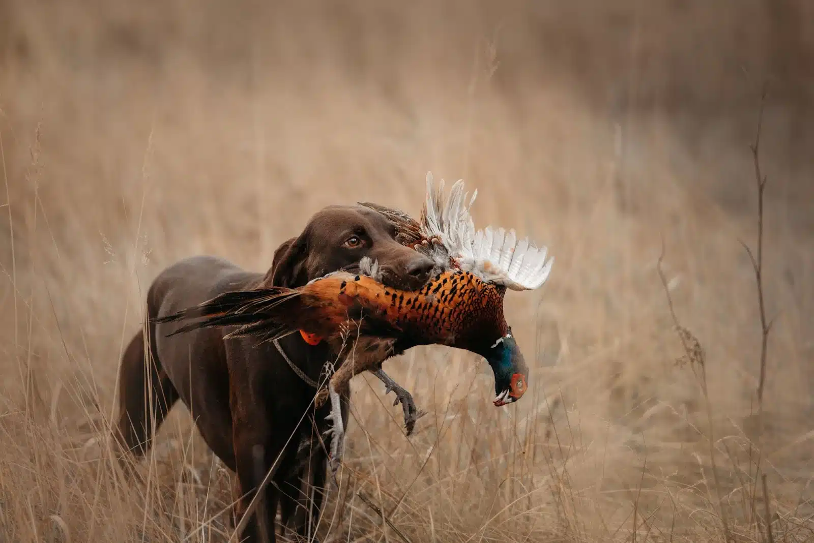 A dog proudly carries a pheasant in its mouth, showcasing the thrill of pheasant hunting in Utah's scenic landscapes