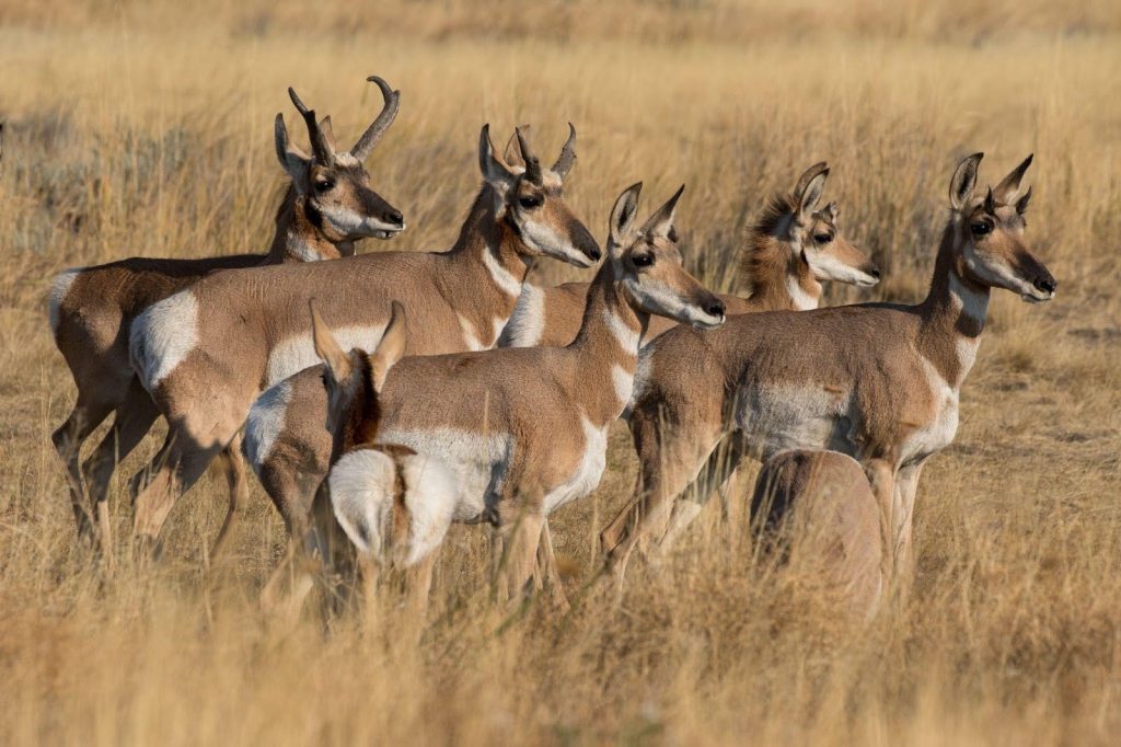 A herd of antelope grazing peacefully in a lush green field under a clear blue sky