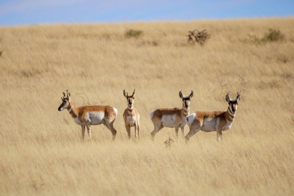 A group of antelope stands together in a grassy field under a clear blue sky