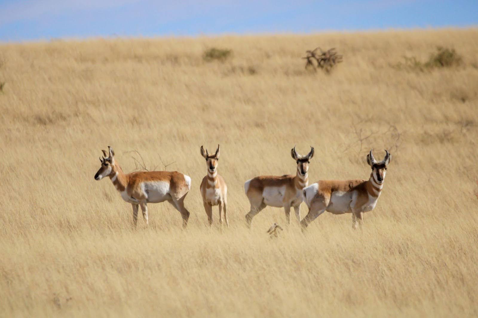 A group of antelope stands together in a grassy field under a clear blue sky