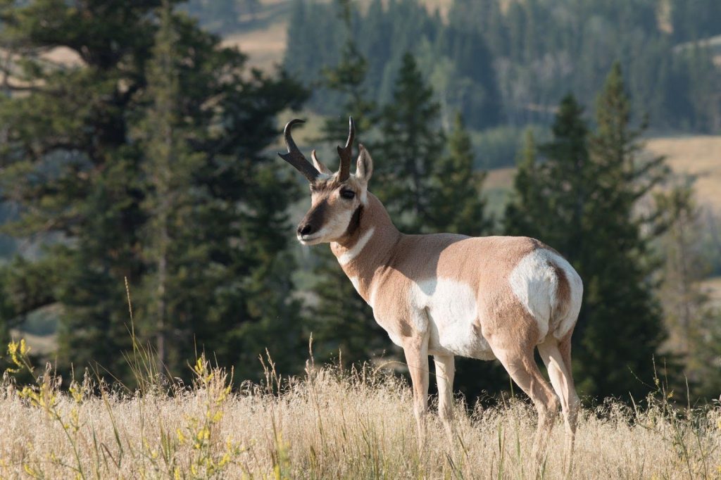 A large antelope stands gracefully in tall grass blending into its natural habitat