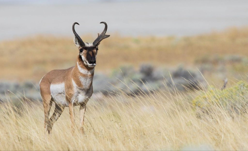 A majestic antelope is seen standing amidst tall grass showcasing its size and elegance in the wild