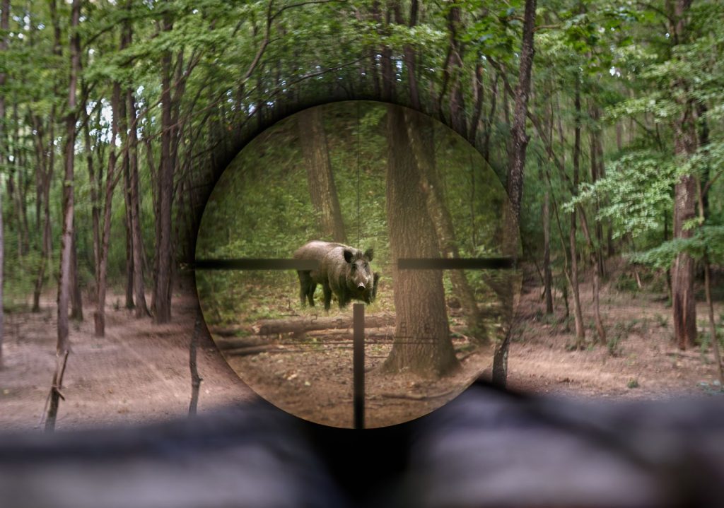 Wild boar in a forest viewed through a rifle scope.