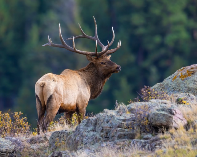 An elk stands on a rocky hillside, surrounded by a lush forest in the background.