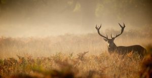 A deer stands quietly in the morning fog, surrounded by a serene, misty landscape.