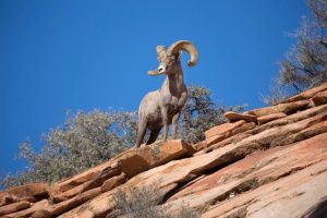 A ram stands proudly on a rocky hillside showcasing its impressive horns against a rugged landscape