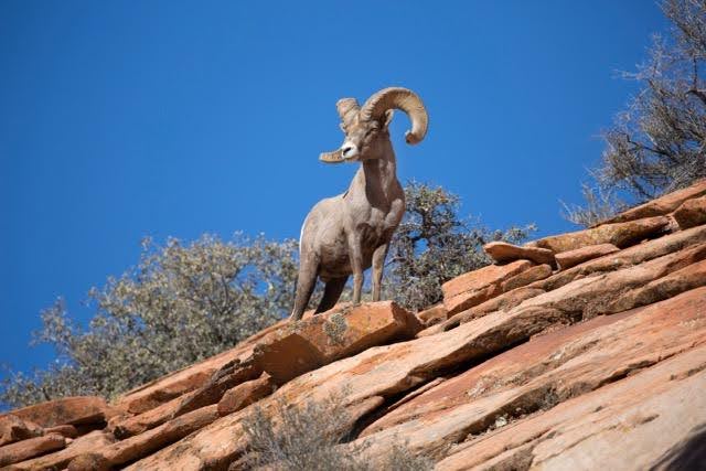 A ram stands proudly on a rocky hillside showcasing its impressive horns against a rugged landscape