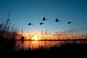 Silhouette of a flock of birds flying in formation over a lake at sunset.