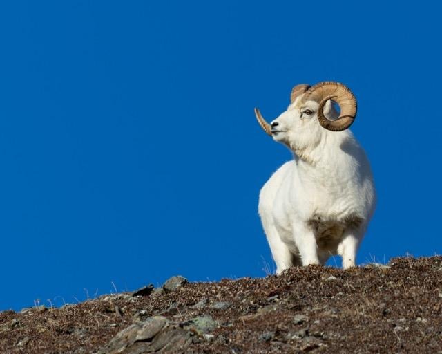 A ram stands proudly on a hill under a clear blue sky showcasing its majestic presence in nature