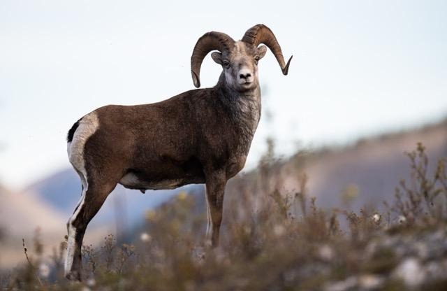 A ram stands proudly on a rocky hillside showcasing its strong physique against a rugged natural backdrop
