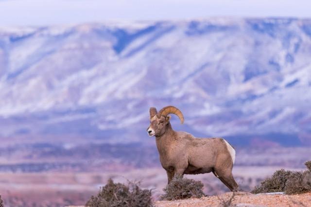 A ram is positioned on a rocky slope overlooking distant mountains under a clear sky