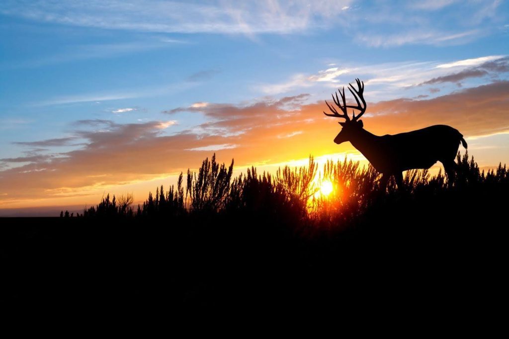 A deer stands gracefully in tall grass silhouetted against a vibrant sunset sky