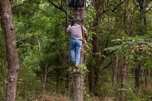 A man in a sweatshirt and jeans climbing a ladder stand attached to a tree in a wooded area.