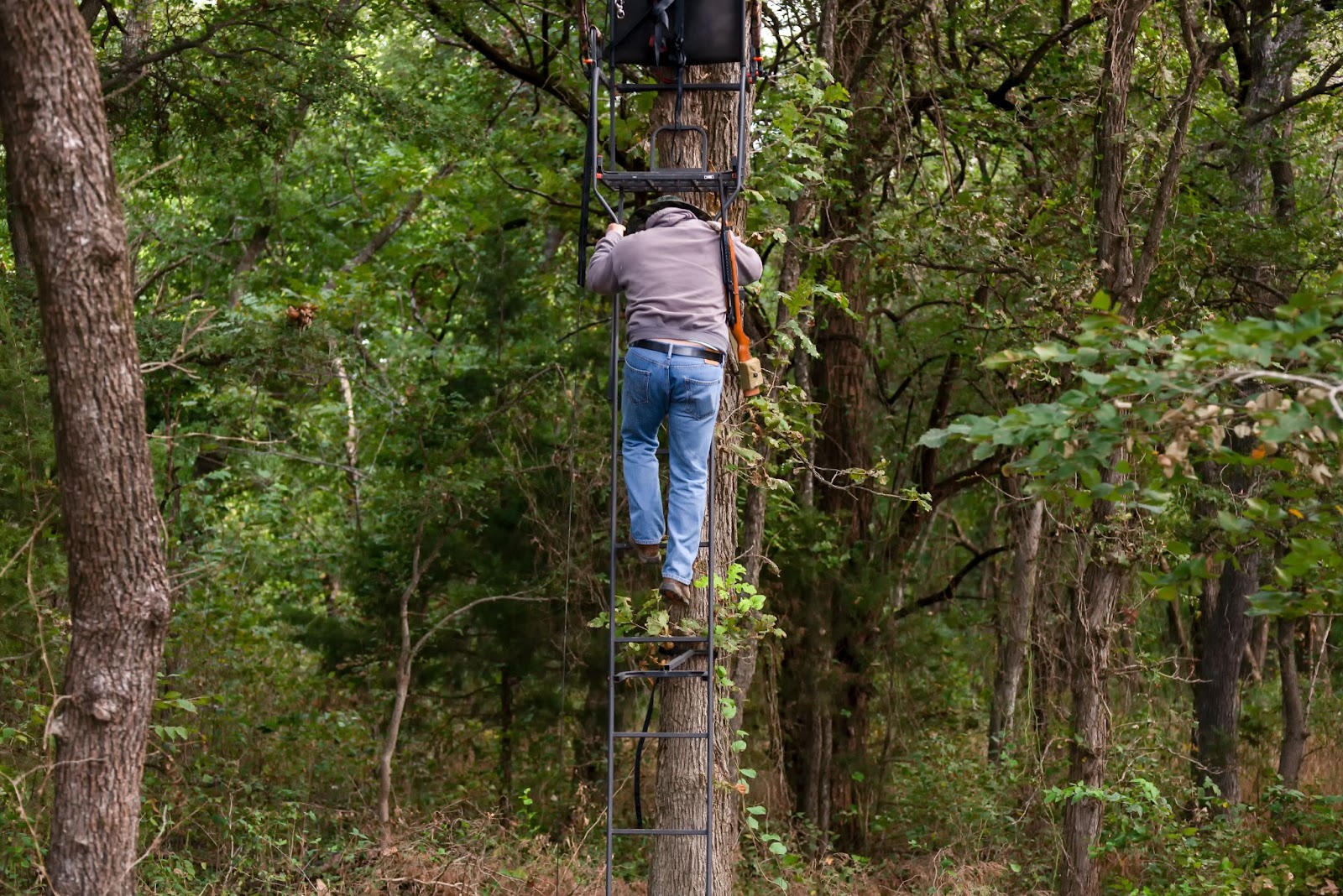 A man in a sweatshirt and jeans climbing a ladder stand attached to a tree in a wooded area.