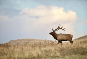 An elk walks gracefully through a lush green grassy field under a clear blue sky