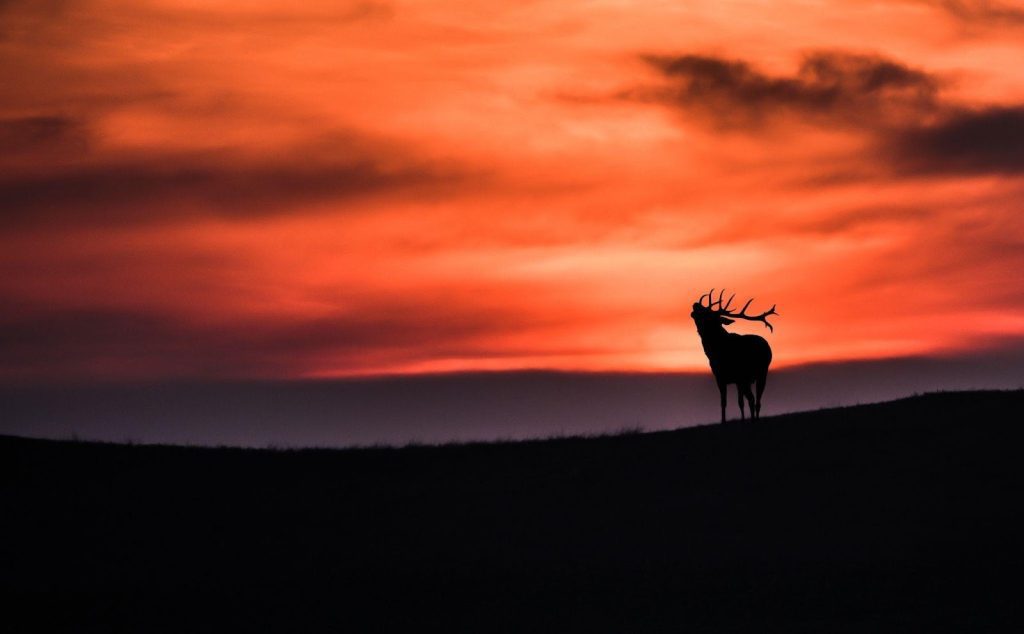 A deer stands gracefully on a hill silhouetted against a vibrant sunset sky