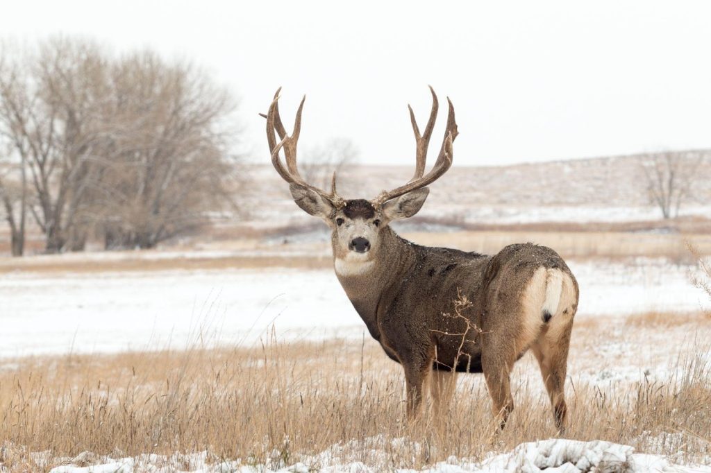 A deer with large antlers stands proudly in a snowy field surrounded by a serene winter landscape